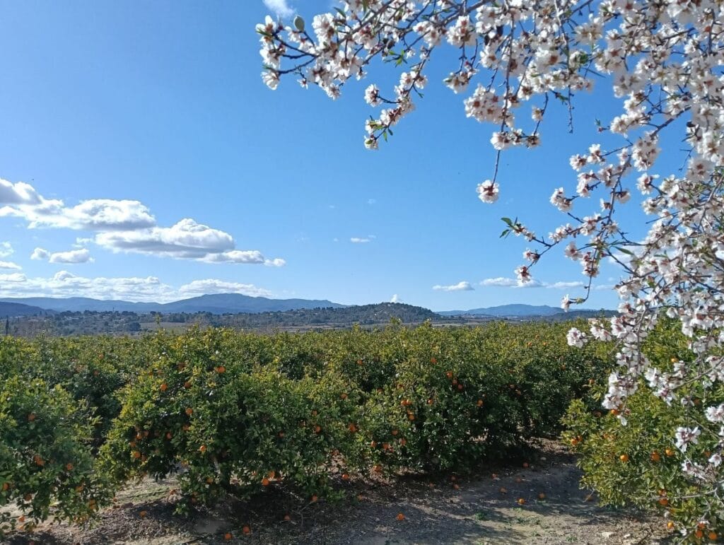 Orangenplantage mit blühendem Mandelbaum im Vordergrund und Bergen im Hintergrund.