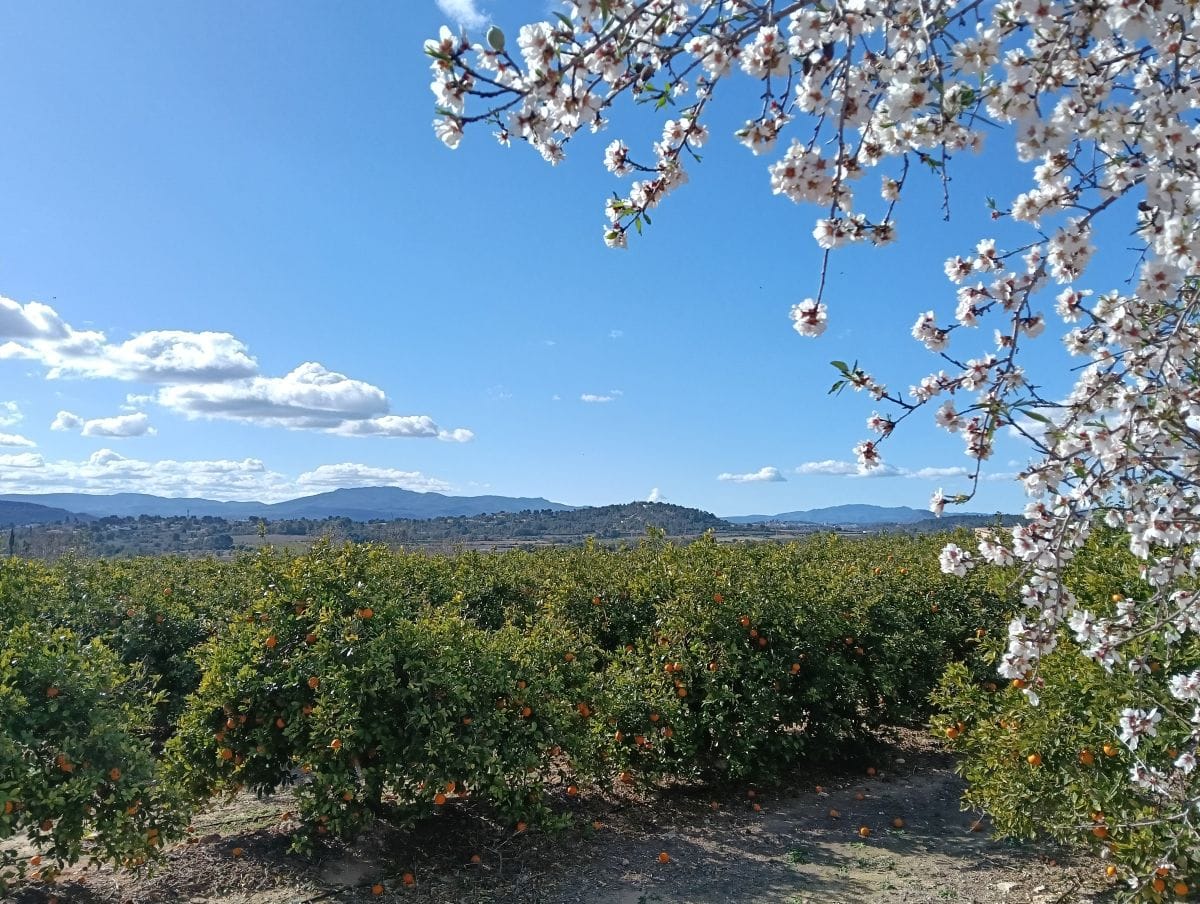 Orangenplantage mit blühendem Mandelbaum im Vordergrund und Bergen im Hintergrund.